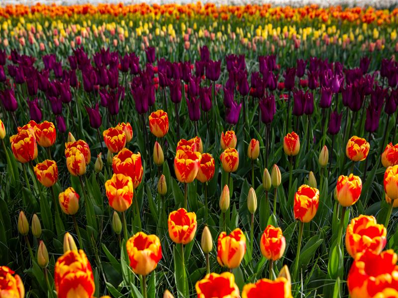 Keukenhof Gardens